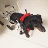 Small Dog Wheelchair for Hind Legs, Pet Rehabilitation Cart for Cats, Dogs and Puppies view 1