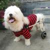Small Dog Wheelchair for Hind Legs, Pet Rehabilitation Cart for Cats, Dogs and Puppies view 3