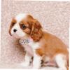 Kisangel Adjustable Beaded Puppy Collar with Leash for Small Dogs view 4