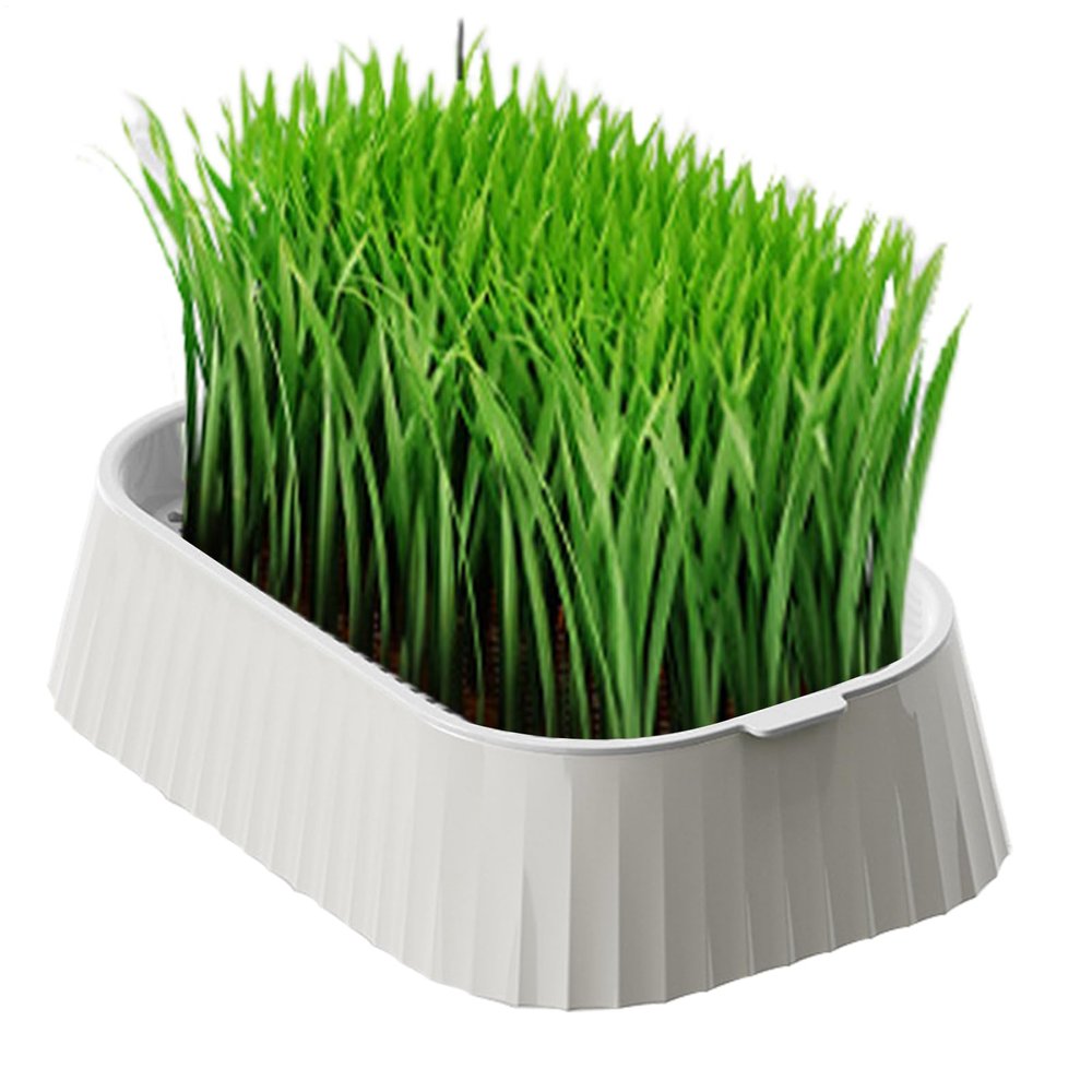 GIOWER CAT GRERS - Organic Cat Planter