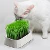 GIOWER CAT GRERS - Organic Cat Planter view 2