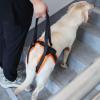 Dog Hind Leg Support Sling with Soft Handle, Breathable, Portable, S/M/L view 2