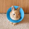 Bird Cone Collar for Small Animals, Anti-Lick and Bite Protection view 2