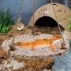Reptile Terrarium Hammock for Bearded Dragons view 4