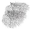 Decorative Coral Branches for Aquarium, 2-Piece Set, Black Plastic view 1
