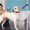 YNPQTDS 2-Piece Adjustable Dog Grooming Arm Straps view 2