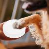 Pet Paw Print Kit view 2