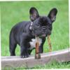 Toyvian Pet Bell with Clear Loud Sound view 2