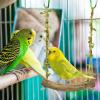 Bird Swing Toy - Cotton Rope Swing Perch view 2
