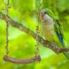 Bird Swing Toy - Cotton Rope Swing Perch view 3