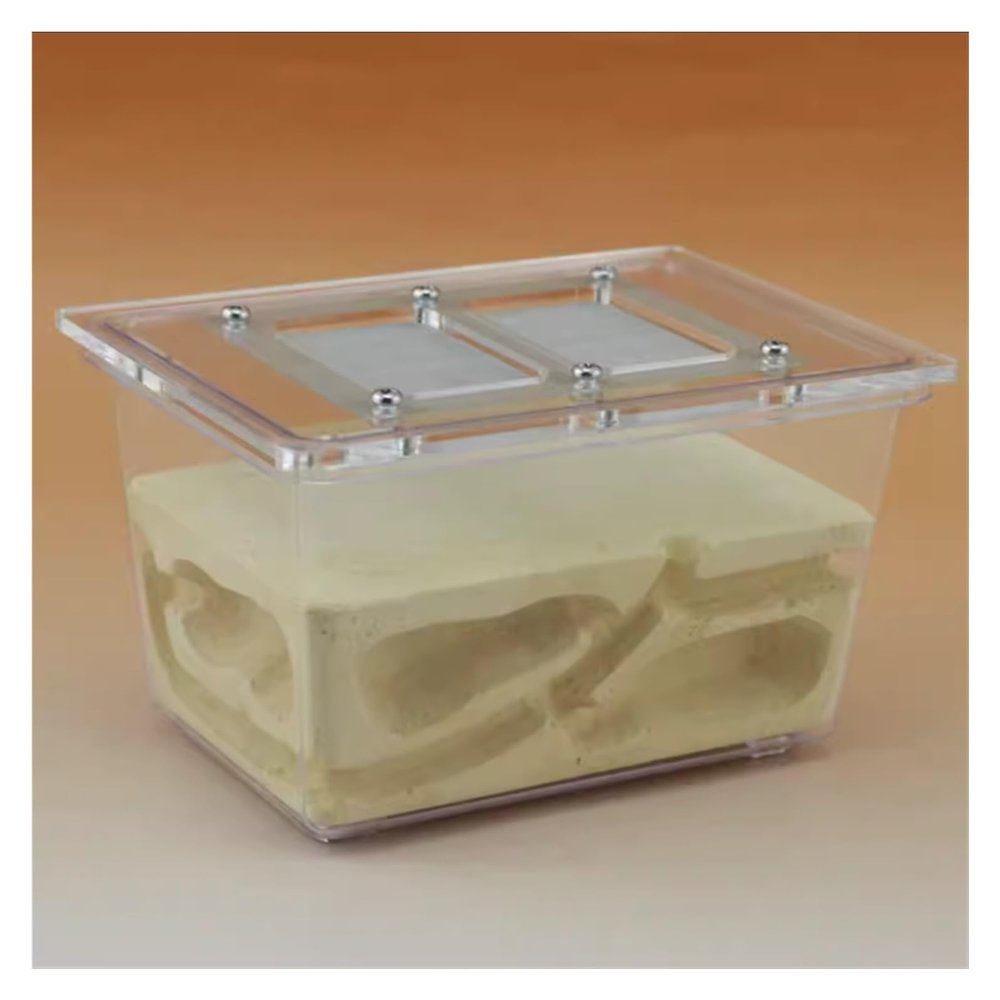 Ant Terrarium and Ant Farm Nest