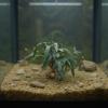 Dayysiuy Artificial Plants for Reptiles view 3