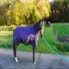 1200D Waterproof Horse Rain Sheet with Neck Cover, Violet, 165 cm view 3