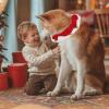 Christmas Dog Collar for Puppies view 2