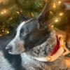 Christmas Dog Collar for Puppies view 3