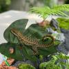 Generic Reptile-Safe Amphibian Habitat Terrarium Accessory view 2