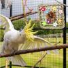Budgie Toy - Natural Colorful Bird Toy view 3
