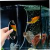 DOITOOL Betta Training Mirror view 4