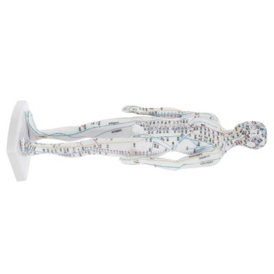 ibasenice Male Acupuncture Model with Precise Meridian Pressure Points