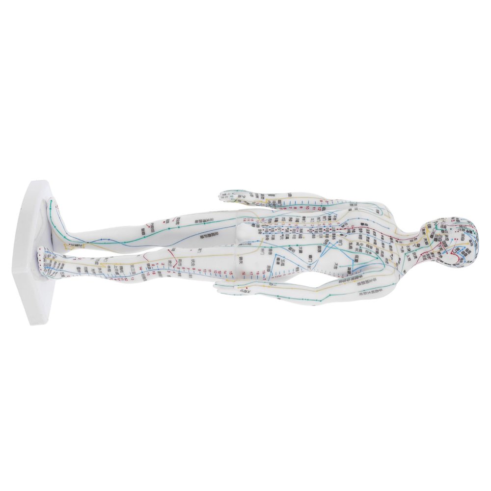 ibasenice Male Acupuncture Model with Precise Meridian Pressure Points