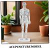 ibasenice Male Acupuncture Model with Precise Meridian Pressure Points view 3