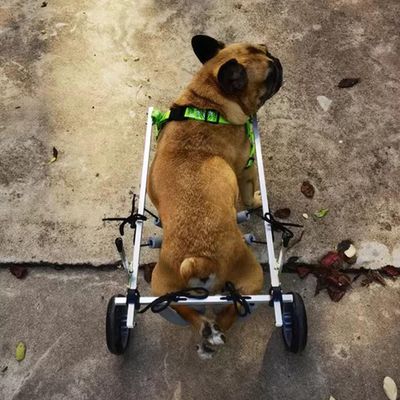 Adjustable Rear-Leg Dog Wheelchair for Injured and Paralyzed Dogs, with Leg Brace and Hip Support, XX-Small