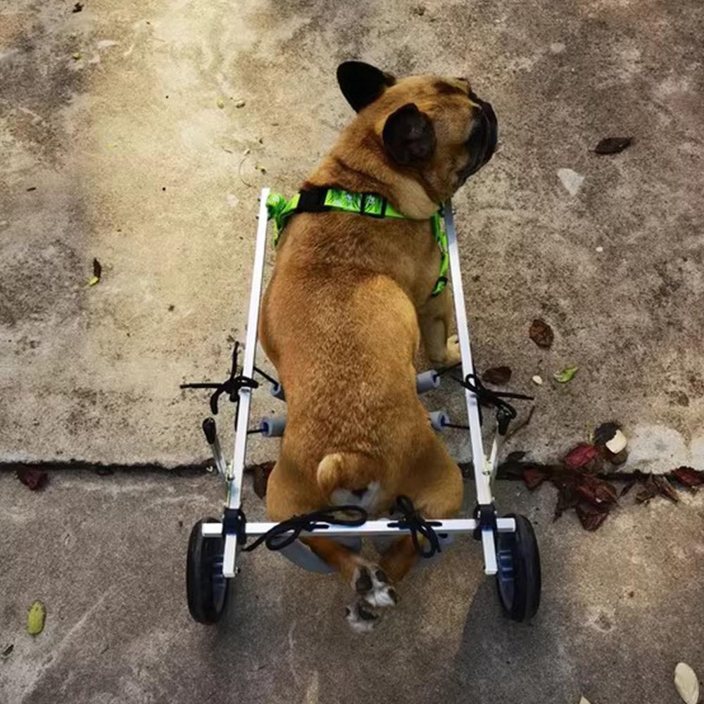 Adjustable Rear-Leg Dog Wheelchair for Injured and Paralyzed Dogs, with Leg Brace and Hip Support, XX-Small