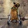 Adjustable Rear-Leg Dog Wheelchair for Injured and Paralyzed Dogs, with Leg Brace and Hip Support, XX-Small view 1