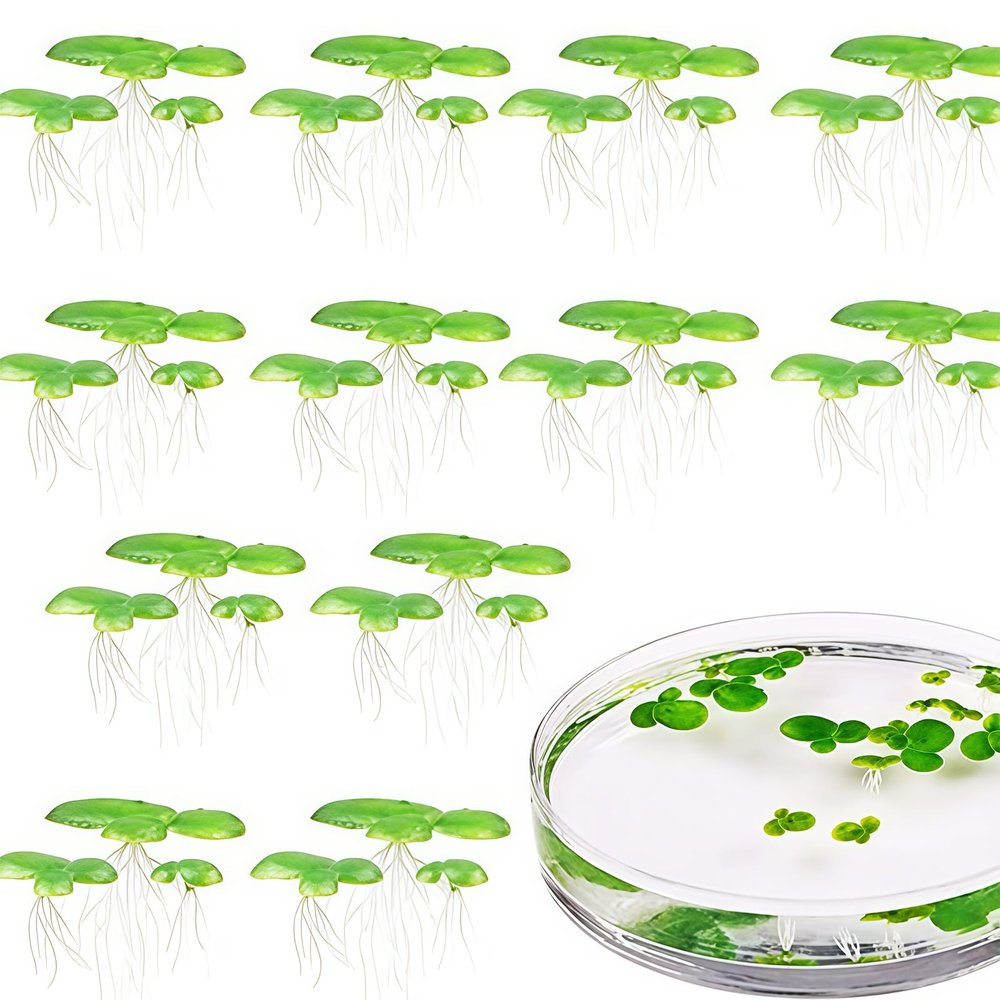 2-Pack Artificial Floating Plants for Aquariums