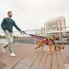Pet Tug Rope, 360-Degree Swivel and Shock Absorbing view 2