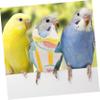 NUOBESTY Small Parakeet Diaper Bird Outfit view 4