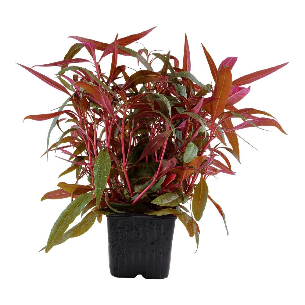 Wasserpflanzen Wolff XL Mother Plant Pink-Purple Parrot Leaf Alternanthera reineckii 'Pink'