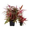 Wasserpflanzen Wolff XL Mother Plant Pink-Purple Parrot Leaf Alternanthera reineckii 'Pink' view 2