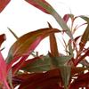 Wasserpflanzen Wolff XL Mother Plant Pink-Purple Parrot Leaf Alternanthera reineckii 'Pink' view 3