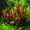 Wasserpflanzen Wolff XL Mother Plant Pink-Purple Parrot Leaf Alternanthera reineckii 'Pink' view 4