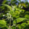 Nettle Tea 100 g, Dried and Cut Nettle Leaves, Urtica dioica, 100% Natural, No Additives - Tazarin Ltd view 3