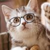 Cat Glasses with Chain, Dog Costume Glasses view 3