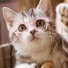 Costume Glasses with Chain for Cats and Dogs view 3