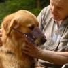 Dog Muzzle: Soft Nylon Material, Lightweight Comfort, Veterinary Use view 3