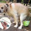 MISUVRSE Telescoping Dog Poop Picker view 2