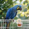 Budgie Food Bowl - Removable Birdcage Feeder, Acrylic Water Dispenser for Pets view 3