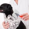 Abaodam Large Dog Brush Stainless Steel Hand Brush with Curved Needle Comb for Pet Grooming view 2