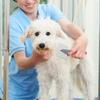 Abaodam Large Dog Brush Stainless Steel Hand Brush with Curved Needle Comb for Pet Grooming view 4