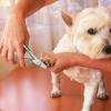 Generic Durable Stainless Steel Dog Nail Clippers view 2