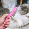 Flea Brush for Cats | Non-Slip Handle Dog Flea Brush view 2