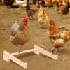 Chicken Perch, Wood, for Chickens, Poultry, Birds, Sitting, Training, Support, Nesting, Coop view 2