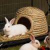 Handwoven, Breathable Rabbit House view 3