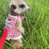 Small Animal Harness with Leash view 3