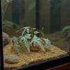 Artificial Reptile Terrarium Plants with Realistic Leaves view 2