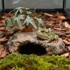 Artificial Reptile Terrarium Plants with Realistic Leaves view 3
